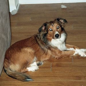 Meet your Posher, Sam